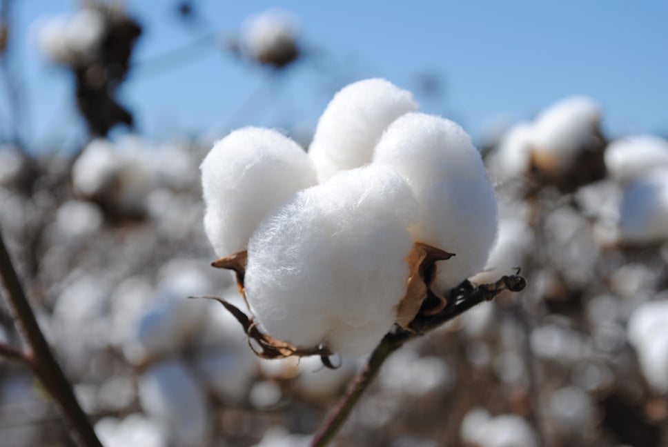 Cotton