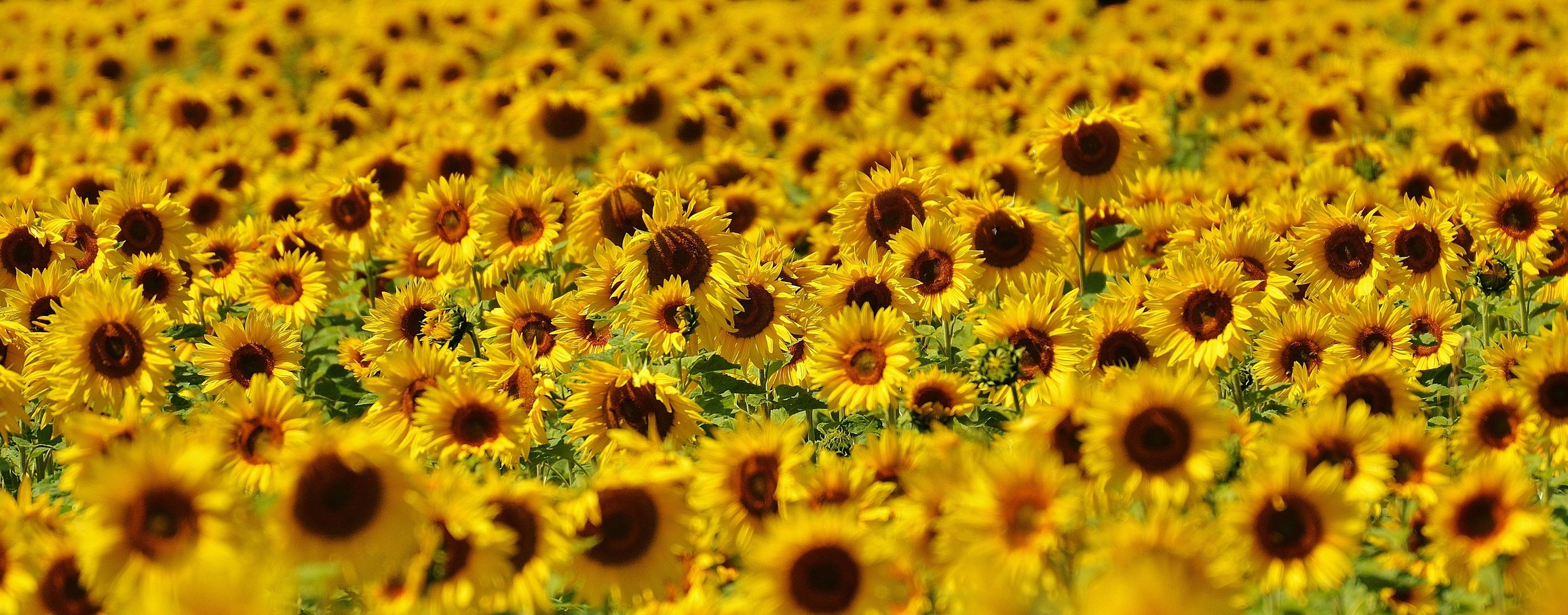 Field of Sunflowers